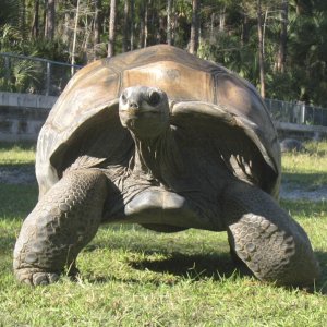ALDABRA BREEDER