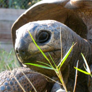 ALDABRA BREEDER