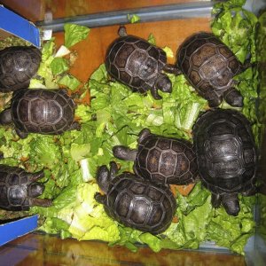 ALDABRA BREEDER