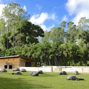 ALDABRA BREEDER