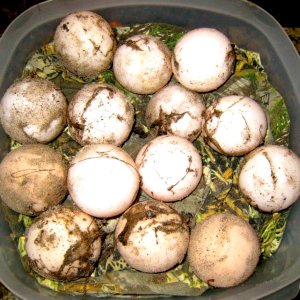 ALDABRA BREEDER