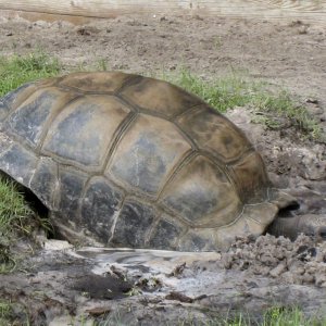 ALDABRA BREEDER