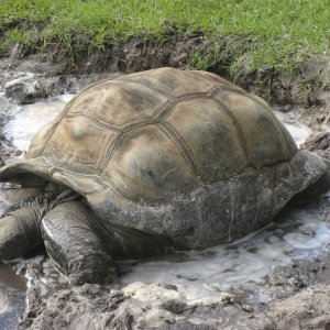 ALDABRA BREEDER