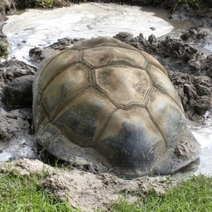 ALDABRA BREEDER