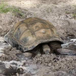 ALDABRA BREEDER