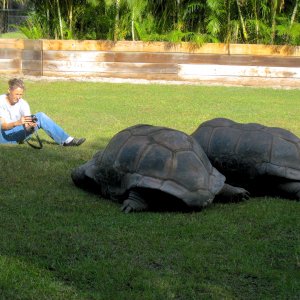 ALDABRA BREEDER