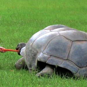 ALDABRA BREEDER