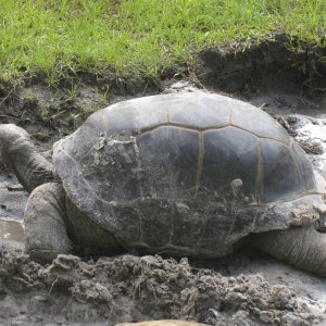 ALDABRA BREEDER