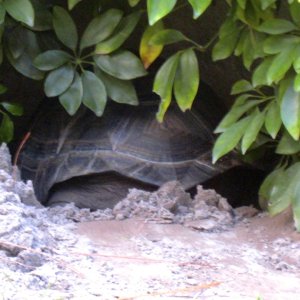 ALDABRA BREEDER
