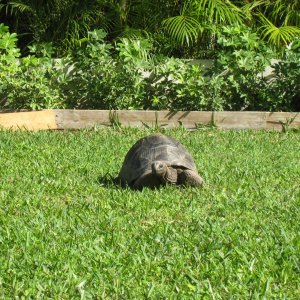 ALDABRA BREEDER