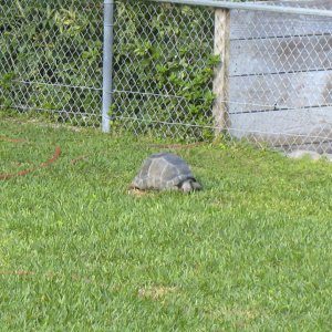 ALDABRA BREEDER