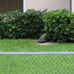 ALDABRA BREEDER