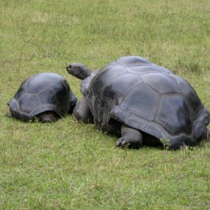 ALDABRA BREEDER