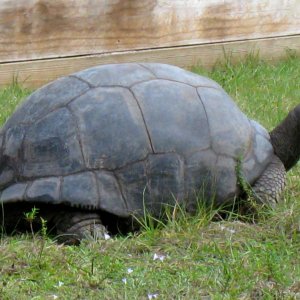 ALDABRA BREEDER