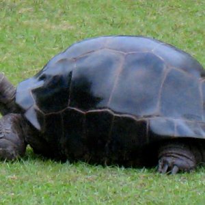 ALDABRA BREEDER