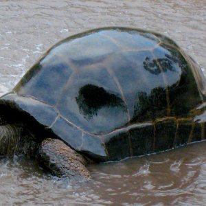 ALDABRA BREEDER