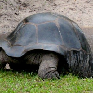 ALDABRA BREEDER