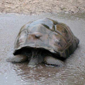 ALDABRA BREEDER