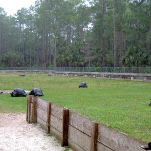 ALDABRA BREEDER