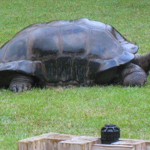 ALDABRA BREEDER