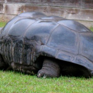 ALDABRA BREEDER