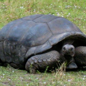 ALDABRA BREEDER