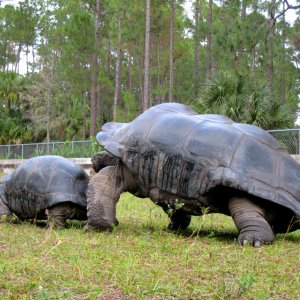 ALDABRA BREEDER