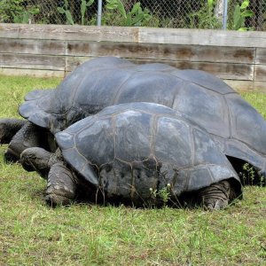 ALDABRA BREEDER