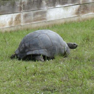 ALDABRA BREEDER