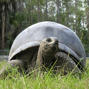 ALDABRA BREEDER