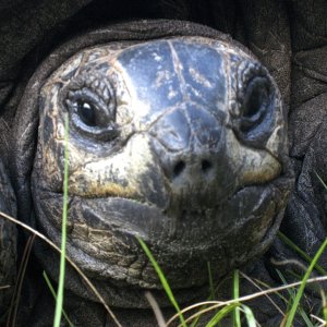 ALDABRA BREEDER