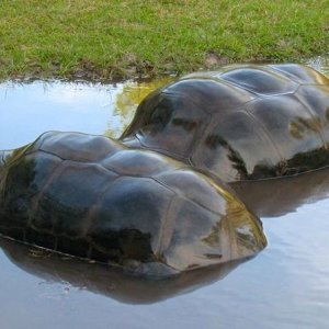 ALDABRA BREEDER