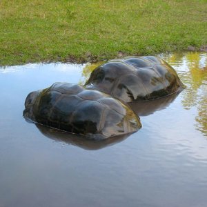 ALDABRA BREEDER