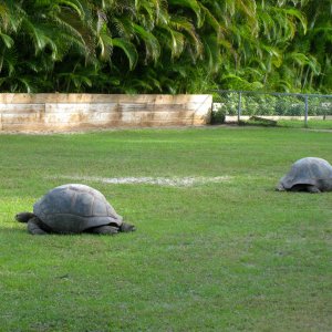 ALDABRA BREEDER