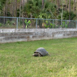 ALDABRA BREEDER