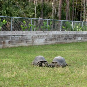 ALDABRA BREEDER