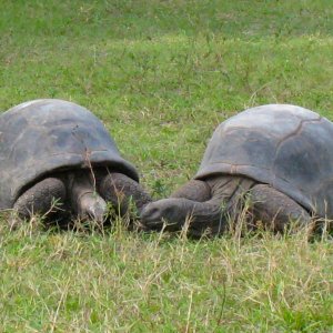 ALDABRA BREEDER