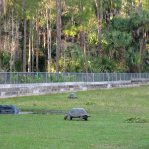 ALDABRA BREEDER