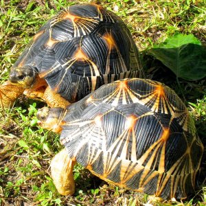 ALDABRA BREEDER
