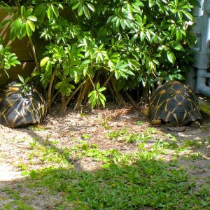 ALDABRA BREEDER
