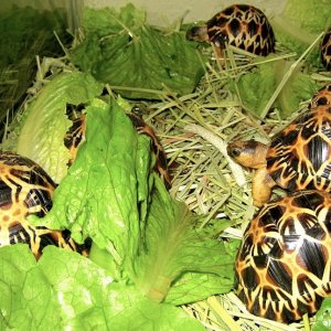 ALDABRA BREEDER