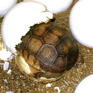 ALDABRA BREEDER