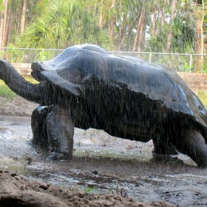 ALDABRA BREEDER