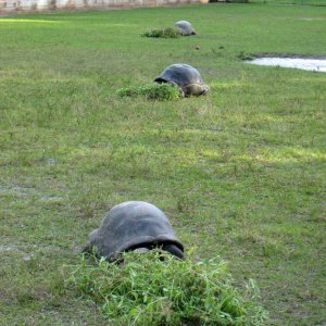 ALDABRA BREEDER