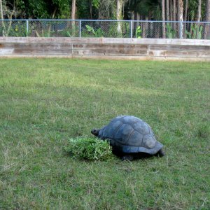 ALDABRA BREEDER