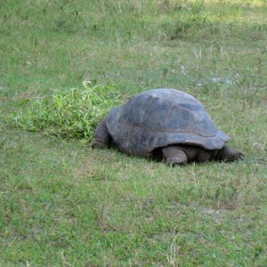 ALDABRA BREEDER