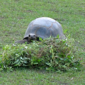 ALDABRA BREEDER
