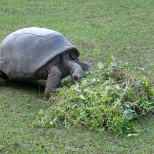 ALDABRA BREEDER