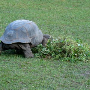 ALDABRA BREEDER