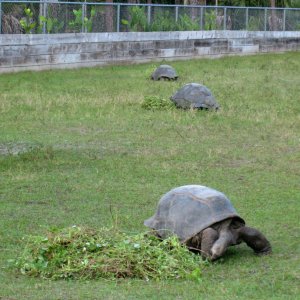 ALDABRA BREEDER